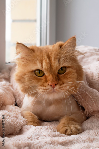 Beautiful Ginger Long Haired Cat Groomed With Haircut Under A Soft