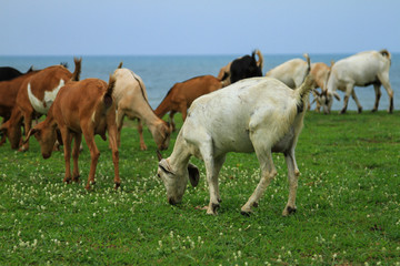 Obraz na płótnie Canvas Goats eating grass, Goat on a pasture