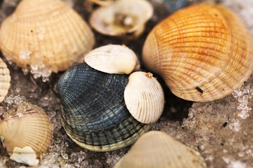 Muschelkunterbunt