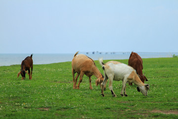 Goats eating grass, Goat on a pasture