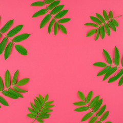 Green rowan tree leaves on bright pink background