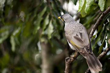 Noisy miner bird by itself