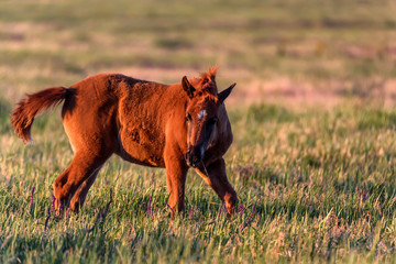 Wild foal grazes in the meadow at sunset