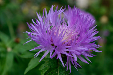 Obraz premium flowering thistle