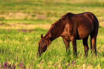 Naklejka na ściany i meble Wild horse grazes in the sunlit meadow