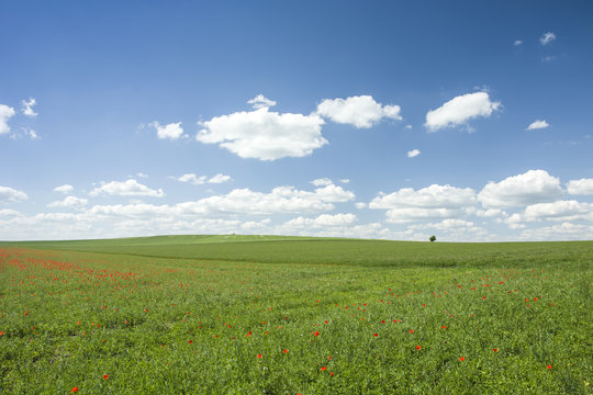 Green fields with red poppies and white clouds in the sky © darekb22
