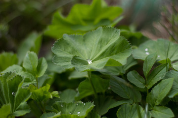 Tropfen auf der Alchemilla mollis