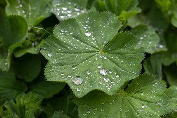 Tropfen auf der Alchemilla mollis