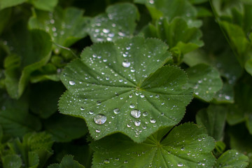 Tropfen auf der Alchemilla mollis