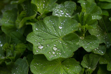 Tropfen auf der Alchemilla mollis
