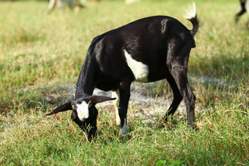 Goats eating grass, Goat on a pasture