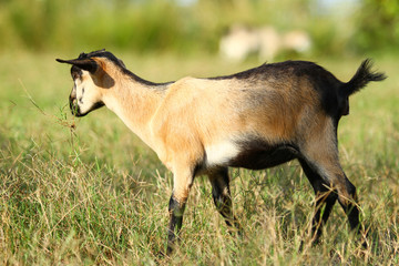 Goats eating grass, Goat on a pasture