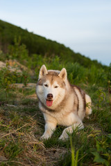 Image of free and prideful beige and white Siberian Husky dog lying on the hill in the green grass at sunset on mountain bckground