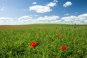 Green meadow with poppies and blue sky