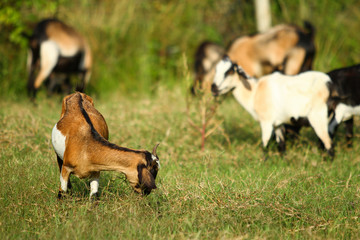 Goats eating grass, Goat on a pasture