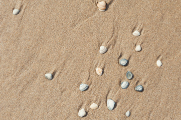 Fototapeta na wymiar Sea shells on the sandy beach.