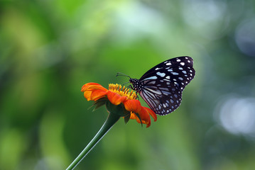 butterfly and flower in the nature
