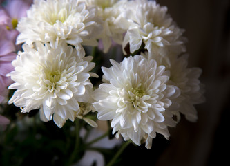 Bouquet of white chrysanthemums