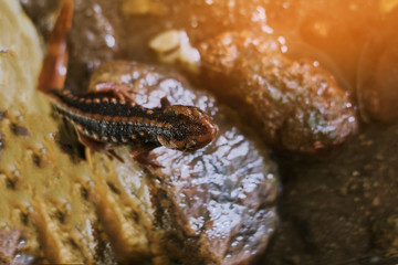 Obraz na płótnie Canvas crocodile salamander doi Inthanon