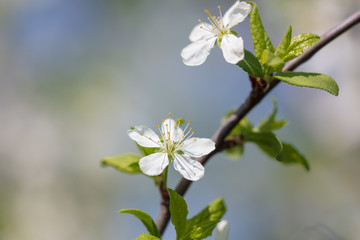 Flowers on the branches of a tree in the nature