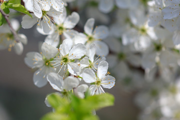 Flowers on the branches of a tree in the nature