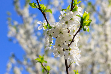 Flowers on the branches of a tree in the nature