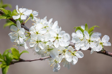 Flowers on the branches of a tree in the nature