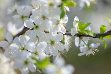 Flowers on the branches of a tree in the nature