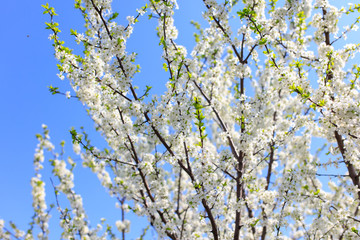 Flowers on the branches of a tree in the nature