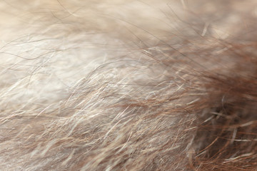 Wool on a cat as an abstract background