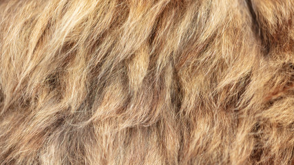 Wool on a cat as an abstract background