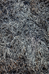 Fototapeta na wymiar Black burned grass on the ground as an abstract background