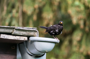 Amsel