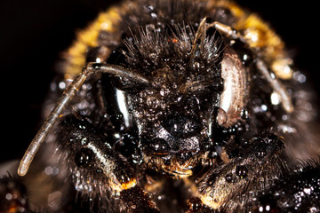 Portrait of a bee on nature