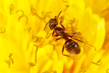 The ant is on a yellow dandelion flower