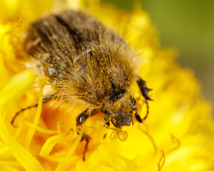 Beetle on a yellow dandelion flower