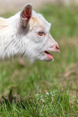 Portrait of a white goat in the nature