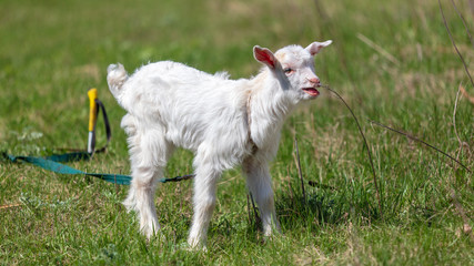 Obraz premium Portrait of a white goat in the nature