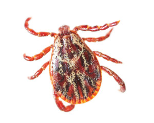 Encephalitis tick isolated on white background