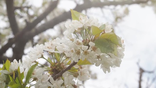 Hand held shot of blossoming white cherry tree