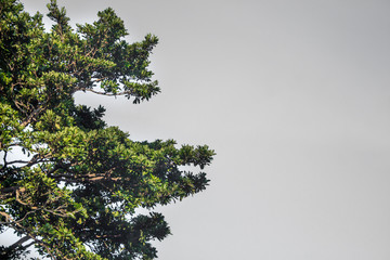 Backgrounds, trees, white background, beachfront, Nai Yang Beach Phuket Thai tropical area