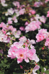 薔薇　ブラッシングノックアウト　埼玉県　伊奈町　日本