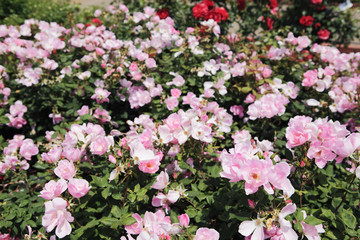 薔薇　ブラッシングノックアウト　埼玉県　伊奈町　日本