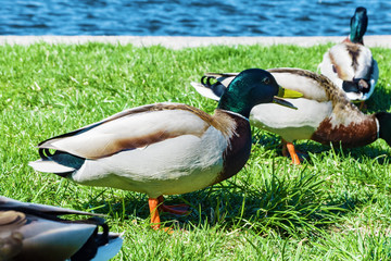 Colorful ducks on the shore