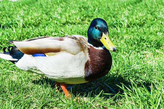Colored duck on green grass