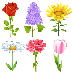 vector set of beautiful garden flowers like tulip, red rose, lilac, carnation, chamomile