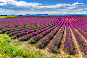 Fototapeta na wymiar Endless lavender fields in Valensole, Provance, France