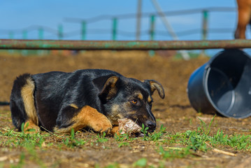 a stray dog gnaws a bone