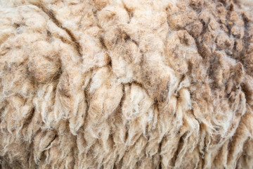 Fleece or sheep, wool sheep for background.