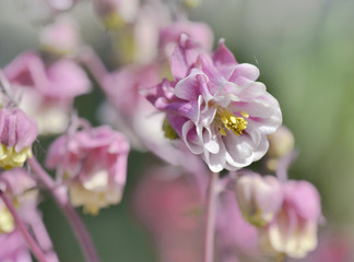 Fototapeta na wymiar close on beautiful white and pink columbine blooming in a garden 